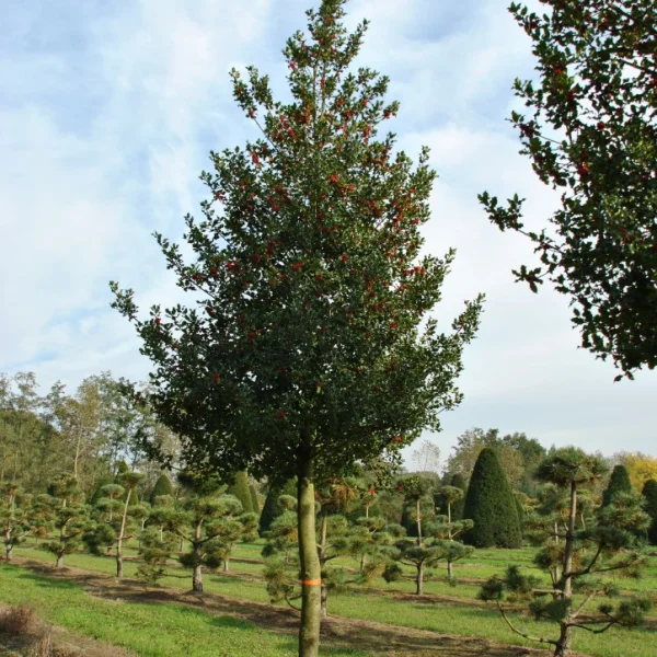Ilex aquifolium – Houx commun