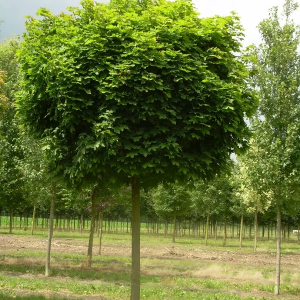 Acer platanoides 'Globosum' – Érable boule
