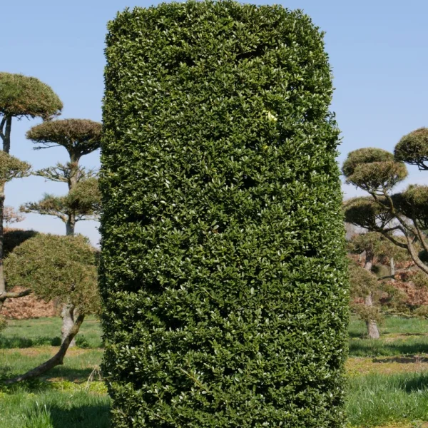 Ilex crenata – Houx crénélé