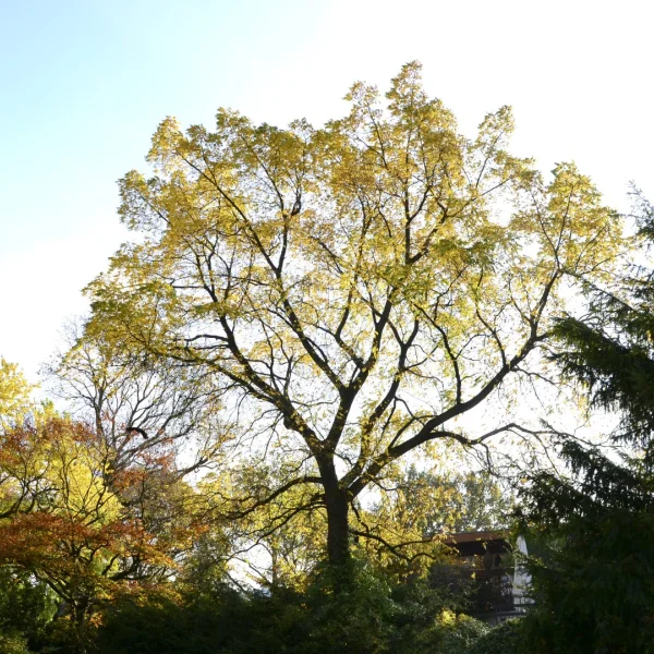 Juglans mandshurica – Noyer de Mandchurie