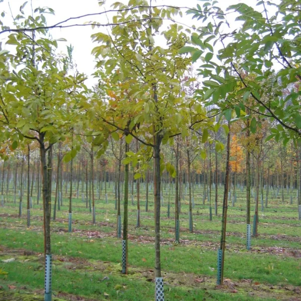 Juglans regia 'Axel' – Juglans regia 'Axel'