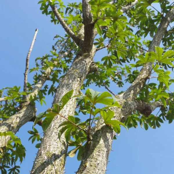 Kalopanax septemlobus – Kalopanax septemlobus