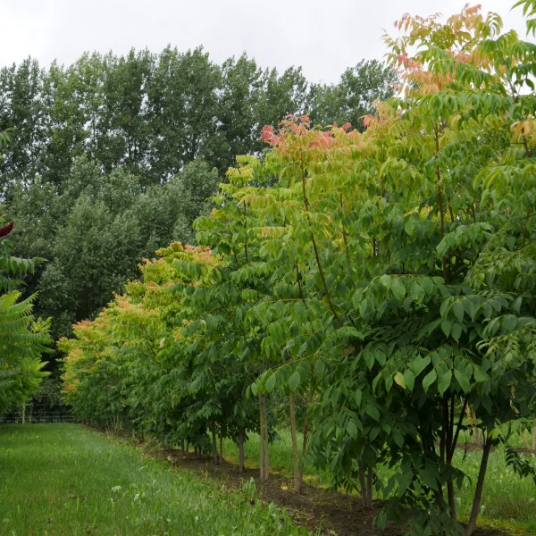 Koelreuteria bipinnata – Koelreuteria bipinnata