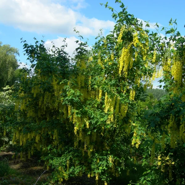 Laburnum anagyroides – Cytise aubour