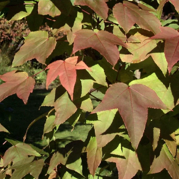 Liquidambar formosana var. monticola – Copalme de Chine, Liquidambar de Formose