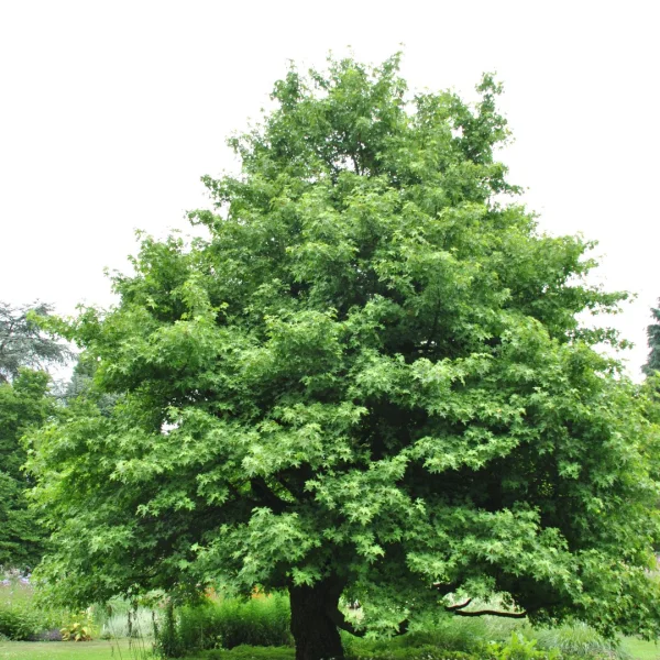 Liquidambar orientalis – Copalme d'Orient