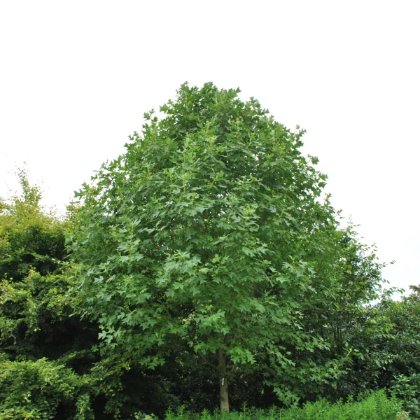 Liriodendron chinense – Tulipier de Chine