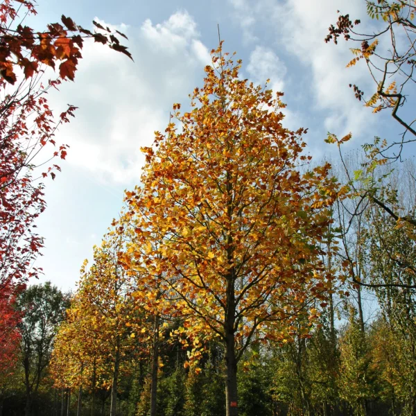 Liriodendron tulipifera – Tulipier de Virginie