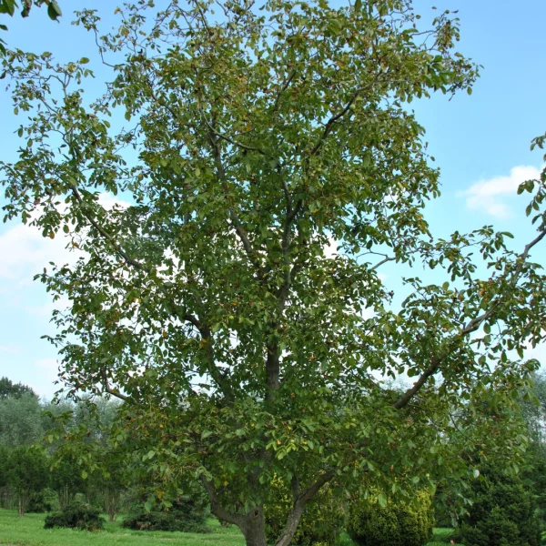 Juglans regia 'Coenen' – Juglans regia 'Coenen'