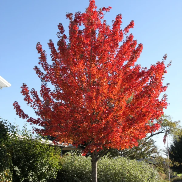 Acer rubrum REDPOINTE ('Frank Jr.') – Acer rubrum REDPOINTE ('Frank Jr.')