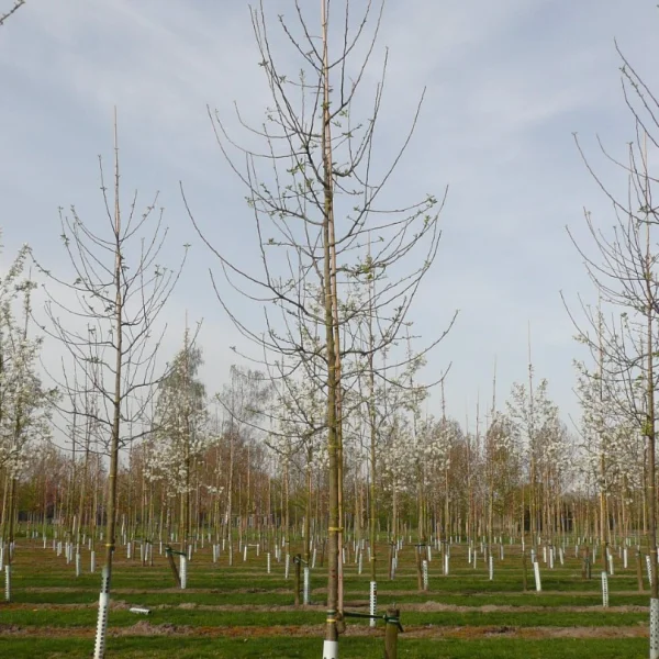 Malus domestica 'Jonathan' – Malus 'Jonathan'