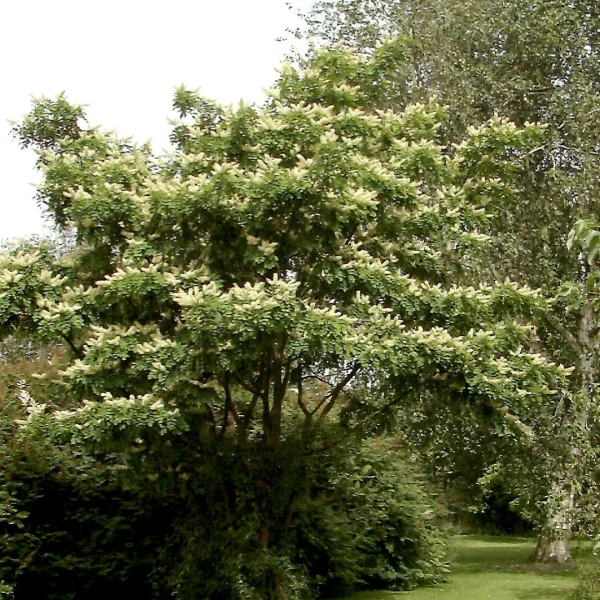Maackia amurensis – Maackia de l'Amour