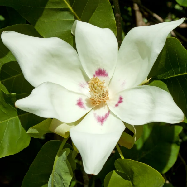 Magnolia denudata – Magnolia dénudé