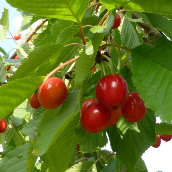 Prunus avium 'Hedelfinger Riesenkirsche' – Prunus avium 'Hedelfinger Riesenkirsche'