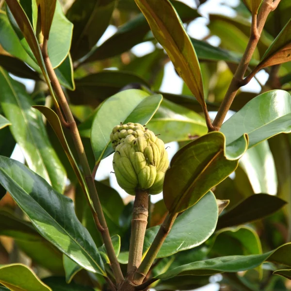 Magnolia grandiflora 'Galissonière' – Magnolia à grandes fleurs, Magnolia d'éte