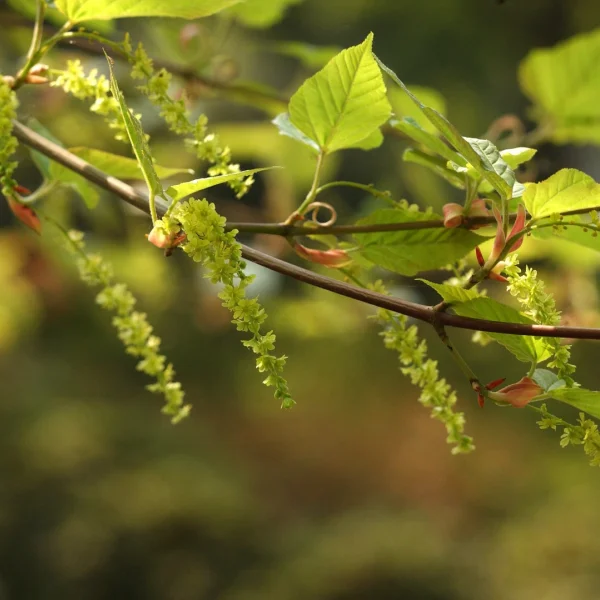 Acer rufinerve – Érable jaspé de gris