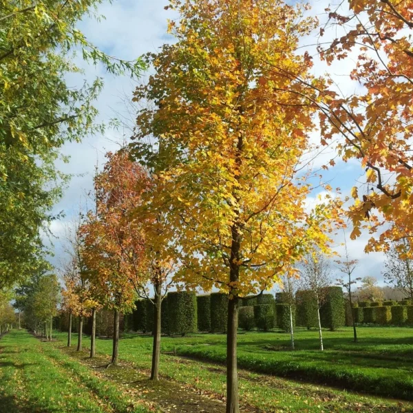 Acer saccharinum – Érable argenté, Érable blanc