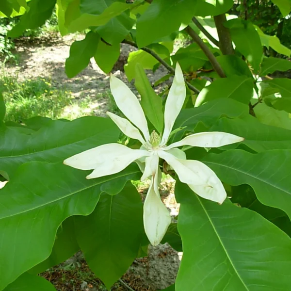 Magnolia tripetala – Magnolia tripetala