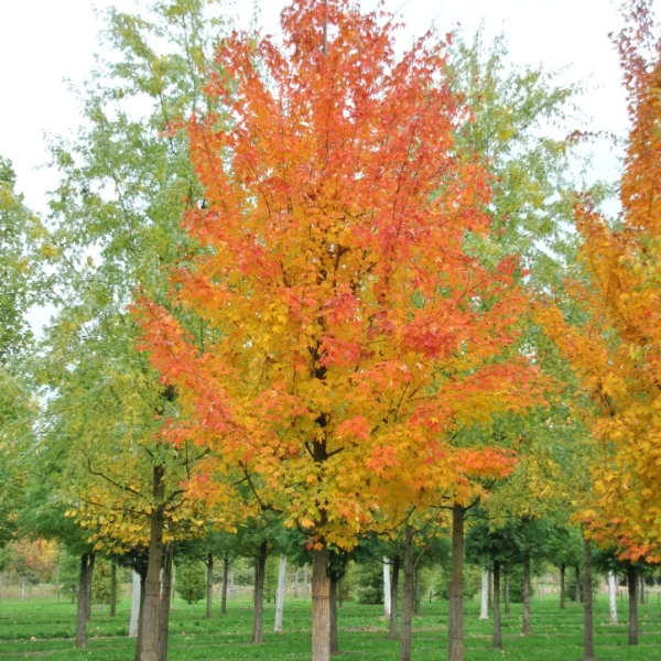 Acer saccharum – Érable à sucre