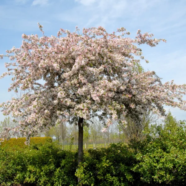 Malus floribunda – Pommier du Japon