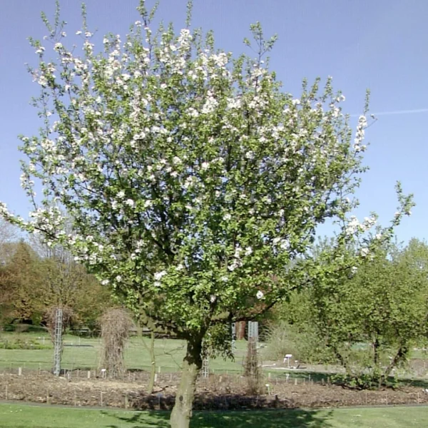 Malus sylvestris – Pommier sauvage