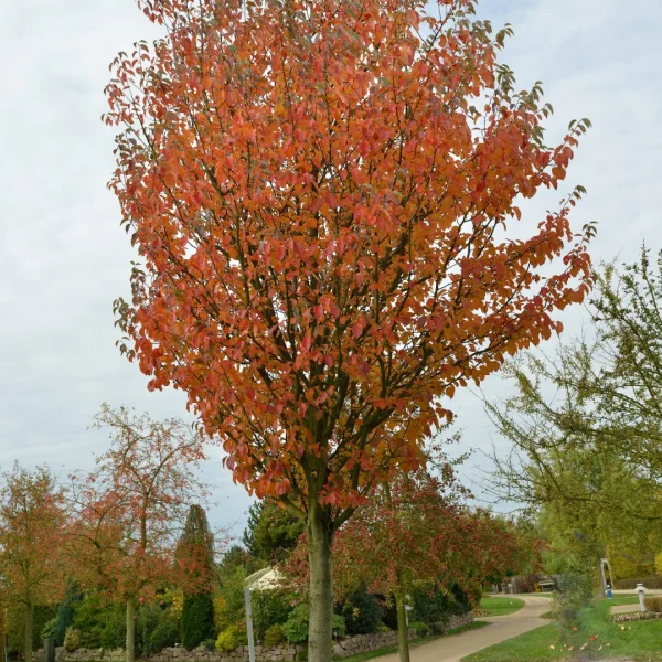 Malus tschonoskii – Malus tschonoskii