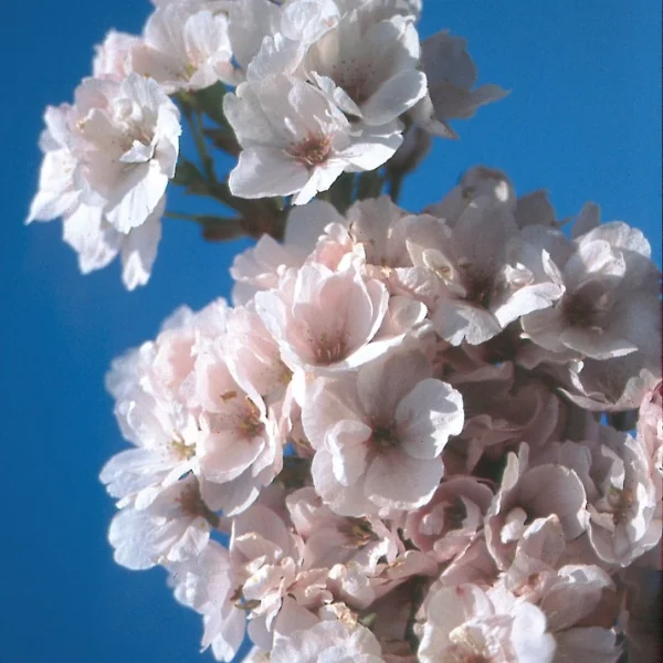 Malus 'Almey' – Malus 'Almey'