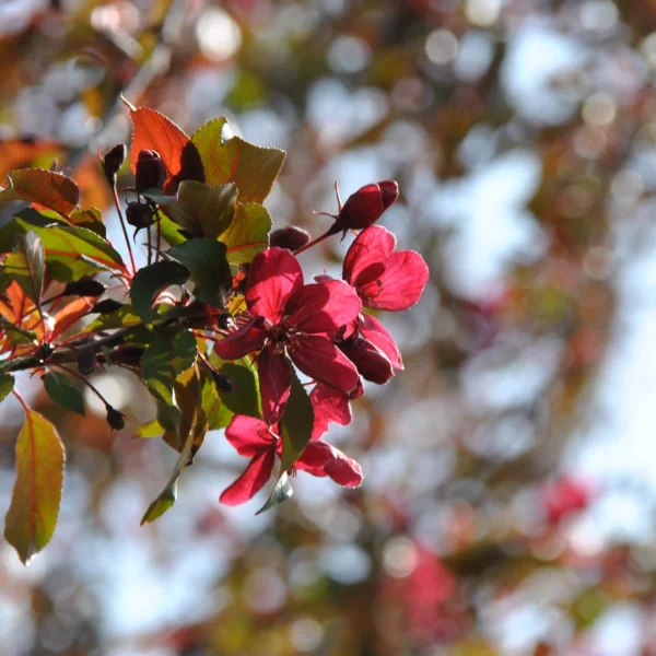 Malus 'Royalty' – Malus 'Royalty'