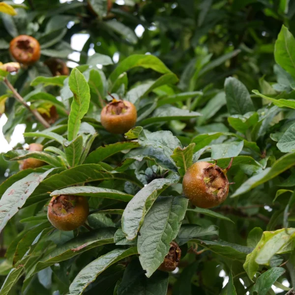 Mespilus germanica – Néflier