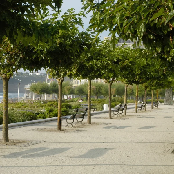 Morus alba 'Macrophylla' – Morus alba 'Macrophylla'