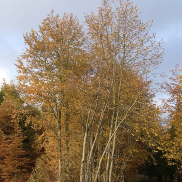 Nothofagus obliqua – Roble, Roble Pellin