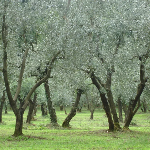 Olea europaea – Olivier
