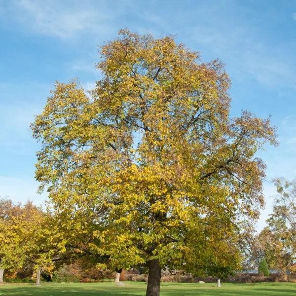 Ostrya carpinifolia – Charme-Houblon