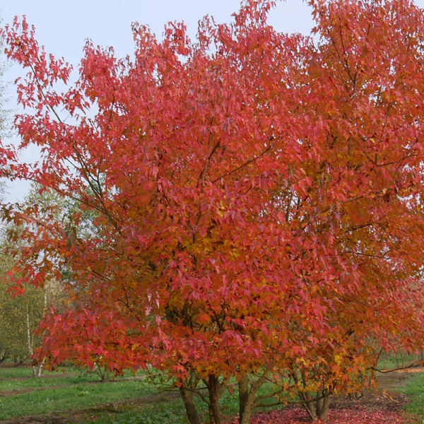 Acer tataricum subsp. ginnala – Érable du fleuve Amour, Érable de Sibérie