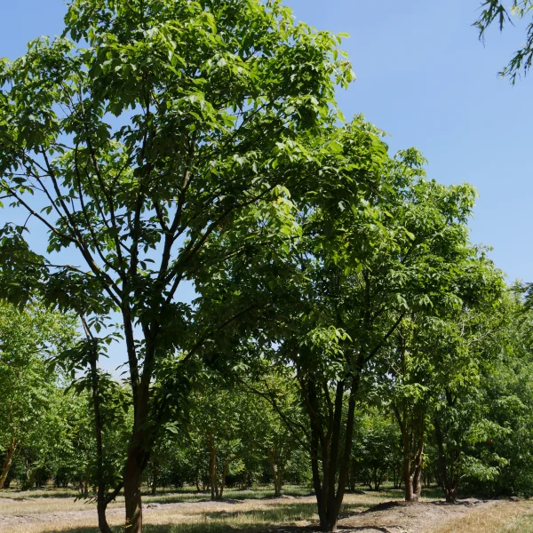 Acer triflorum – Érable à trois fleurs