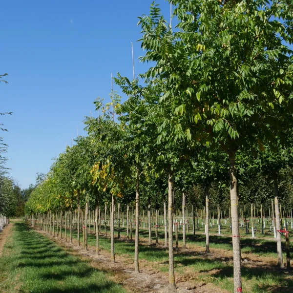 Phellodendron amurense – Phellondendron de l'amour, Arbre liège de Chine