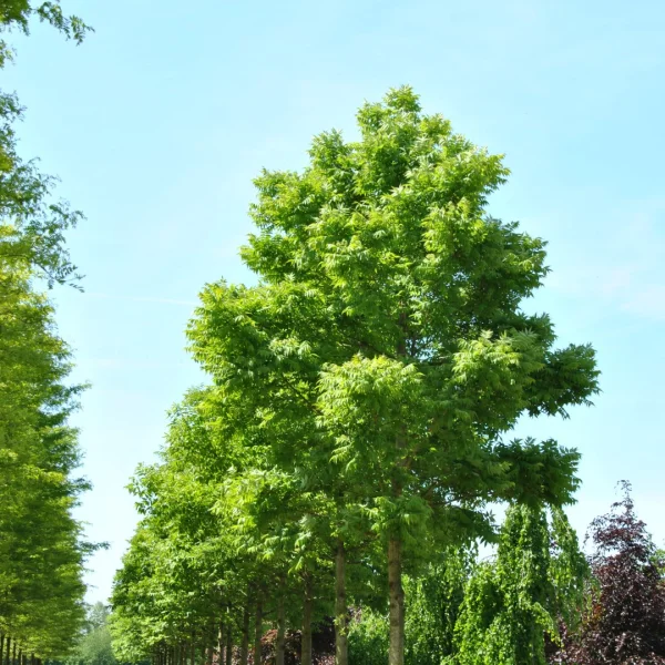 Phellodendron amurense var. lavallei – Phellodendron amurense var. lavallei