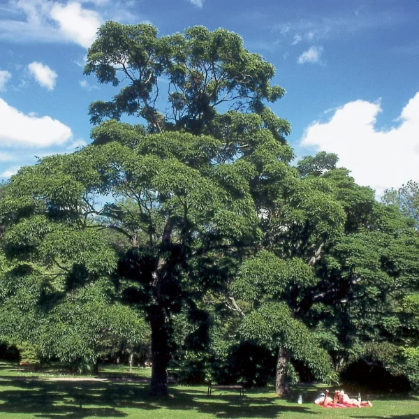 Phellodendron japonicum – Phellodendron du Japon