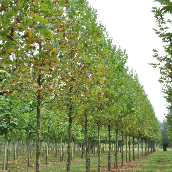 Platanus ×hispanica  TREEVOLUTION® ('Woodside Column') – Platanus ×hispanica 'Woodside Column'