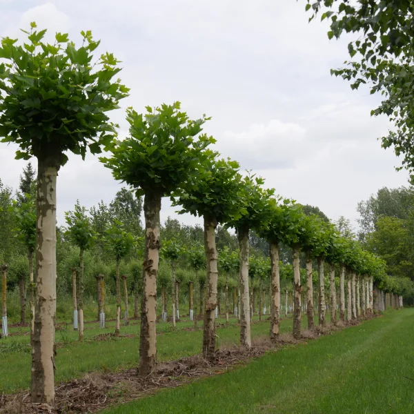 Platanus orientalis – Platane d'Orient
