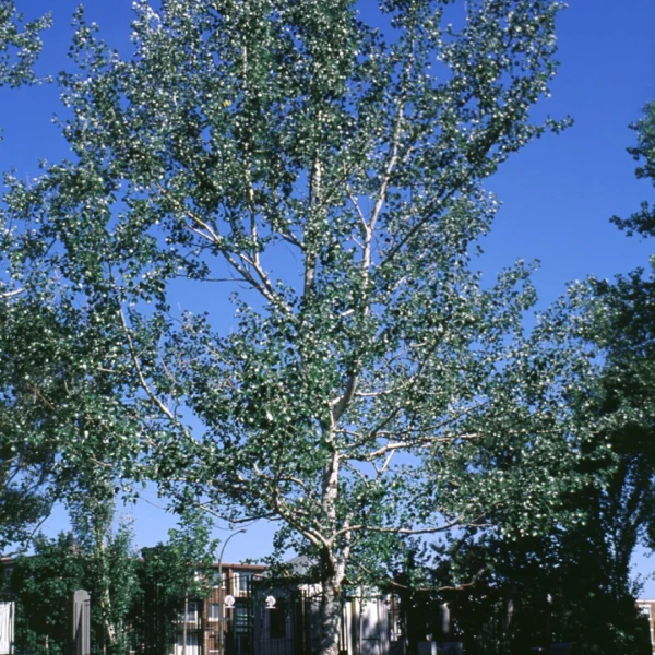 Populus alba 'Nivea' – Abele, Peuplier blanc