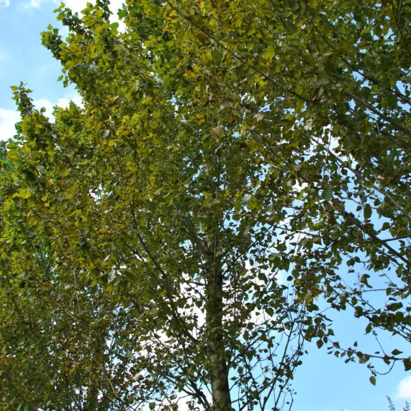 Populus ×berolinensis – Peuplier de Berlin