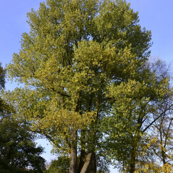 Populus ×canadensis – Peuplier euraméricain