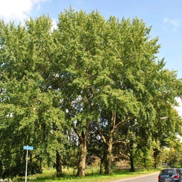 Populus ×canescens – Peuplier grisard, Grisard