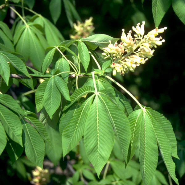 Aesculus flava – Marronnier jaune