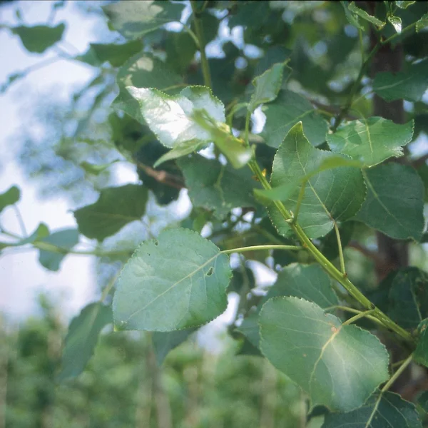 Populus ×canadensis 'Hees' – Populus ×canadensis 'Hees'