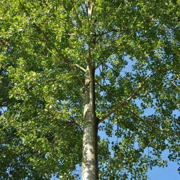 Populus ×canadensis 'Robusta' – Populus ×canadensis 'Robusta'