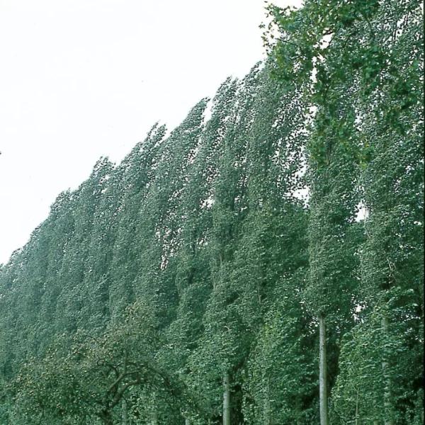 Populus ×canadensis 'Serotina' – Peuplier Suisse, Vieux Suisse