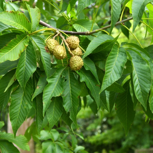 Aesculus glabra – Marronnier de l'Ohio