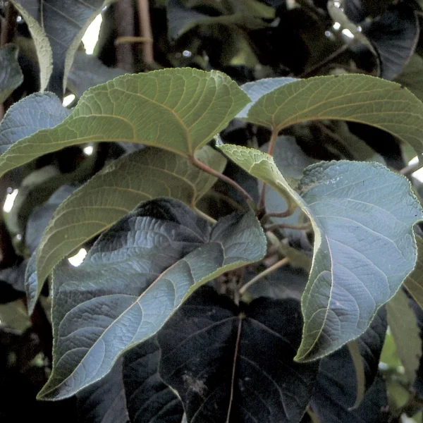 Populus lasiocarpa – Peuplier baumier de Chine